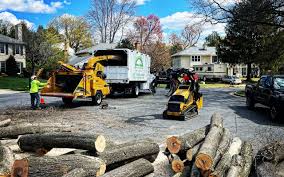 How Our Tree Care Process Works  in Masury, OH